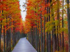 潘安湖国家湿地公园-徐州-C-IMAGE