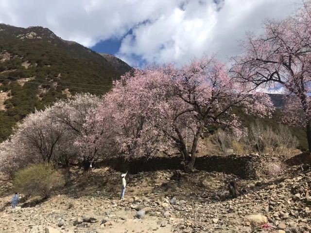 嘎拉桃花源旅行图片 1
