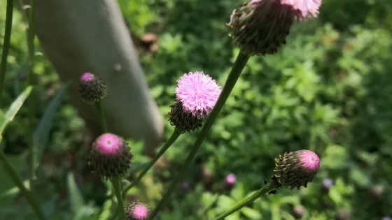 膠河國家濕地公園