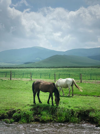 逃离城市我带你去梦中草原,去感受清凉17度的夏天