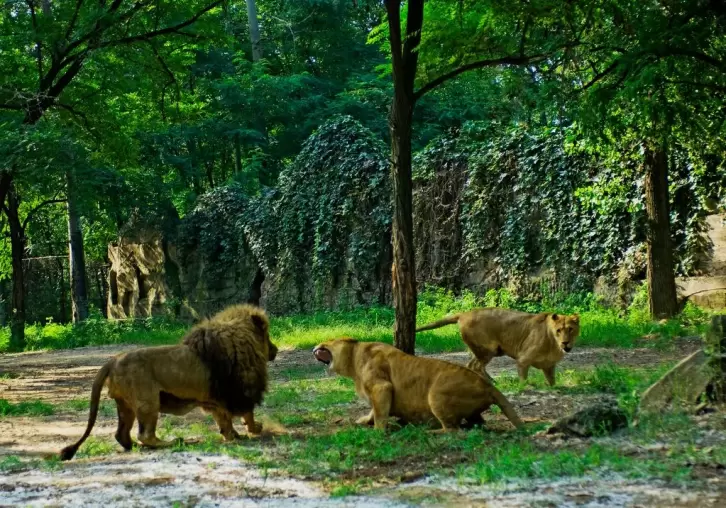 秦皇岛野生动物园-秦皇岛-睡恣@M丶
