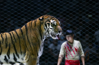 精彩大马戏，老虎当主角，东平湖畔黄金周有惊喜