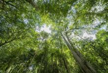 红豆杉生态园景点图片