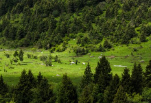 雅克夏森林公园景点图片