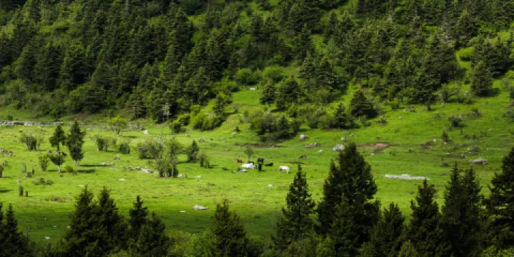 雅克夏森林公園
