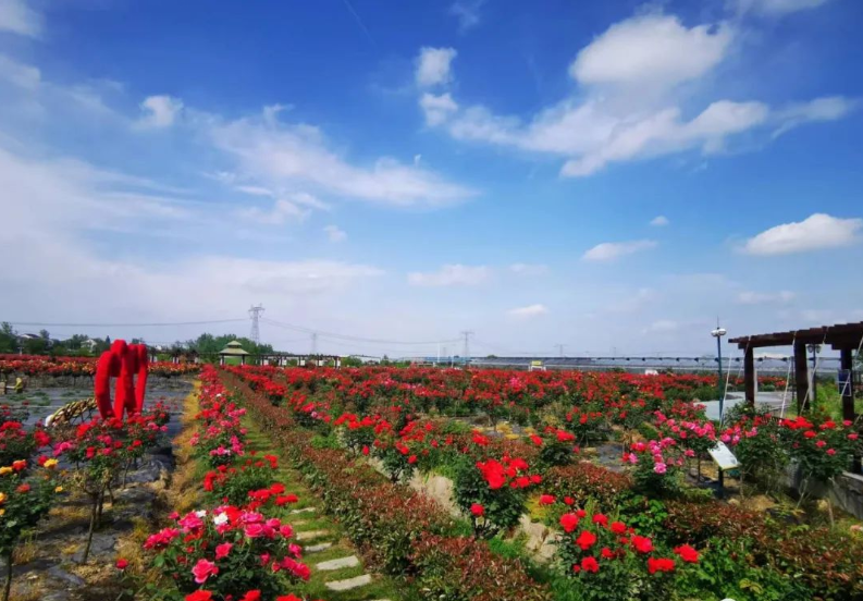 天鸣花海