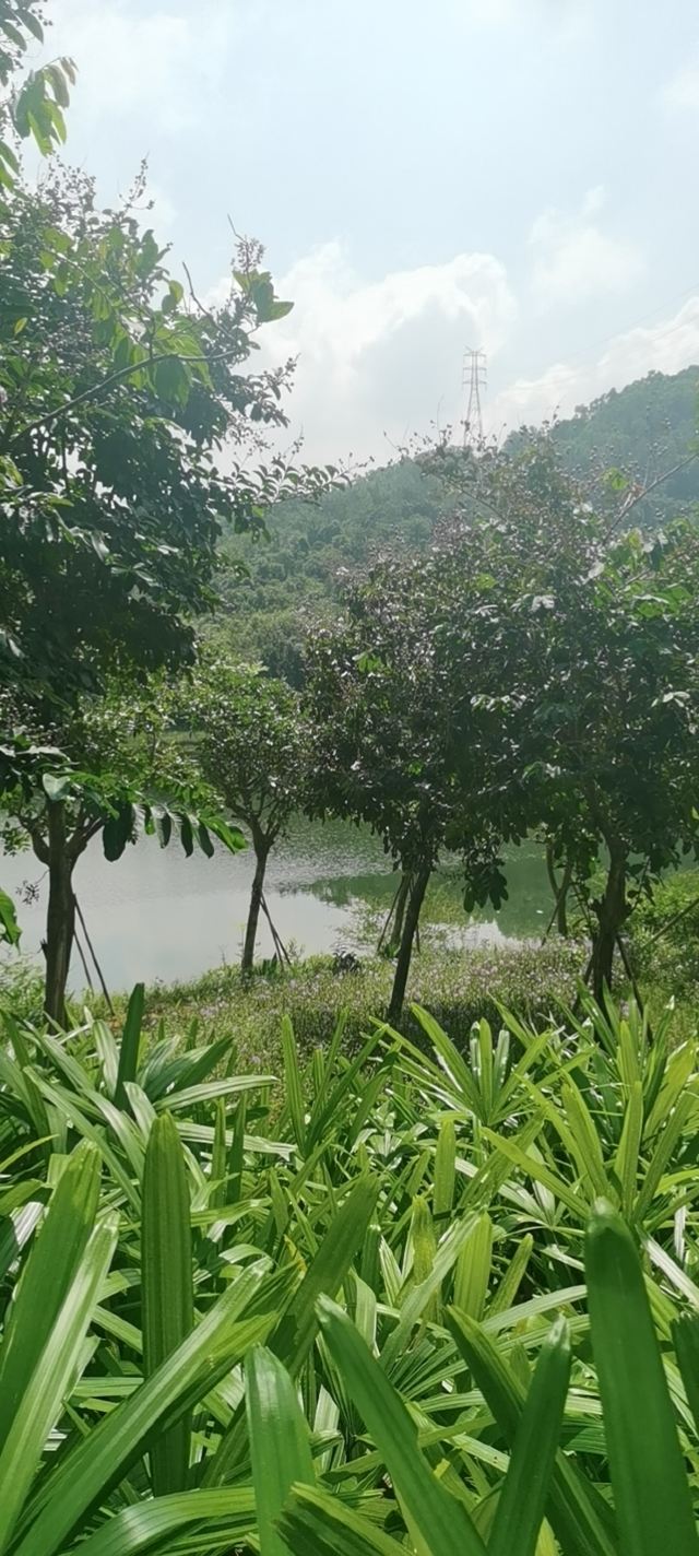 金钟水库旅行图片 2