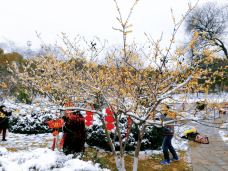 东湖梅园-武汉-湖北旅游向导