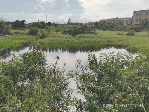 沙坡郊野湿地公园
