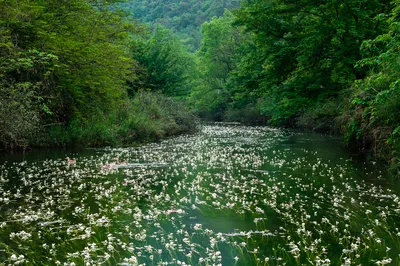 海菜花湿地