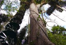 Panama Rainforest Discovery Center景点图片
