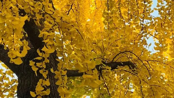 高黎村吳家銀杏觀光園