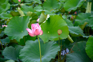 高淳区游记图文-国际慢城南京高淳2日游，赏荷、游乐，迷失在这里的“慢生活”中