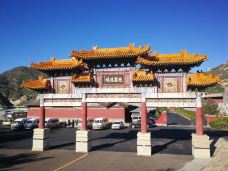 恒山-浑源-大松树叶子