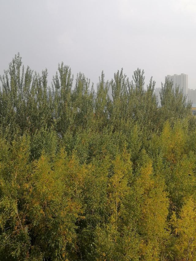 长春市百花园旅行图片 1