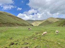 大海草山-会泽-Chenhutamu