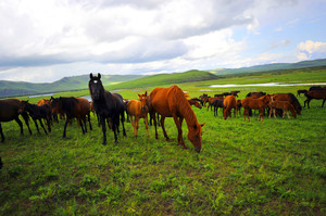 黑山头镇游记图文-中秋 骑马之旅（三、小马星星1）