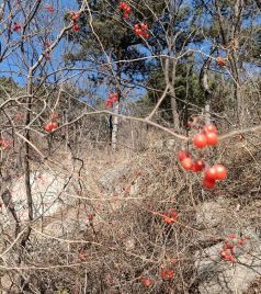 香山街道游记图文-野山俱乐部北京西山好汉坡&憋死猫爬山游记