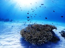 庆良间诸岛-座间味村