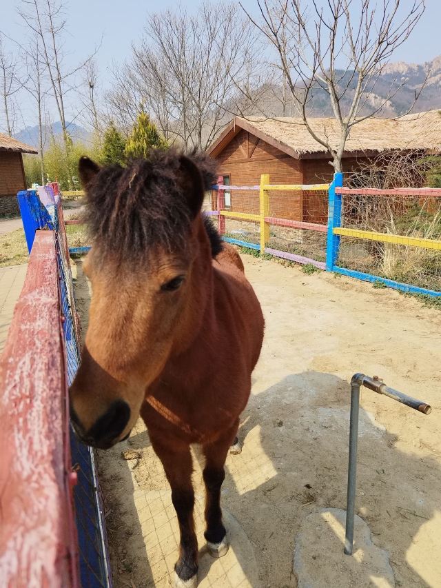藏马山国际旅游度假区旅行图片 3