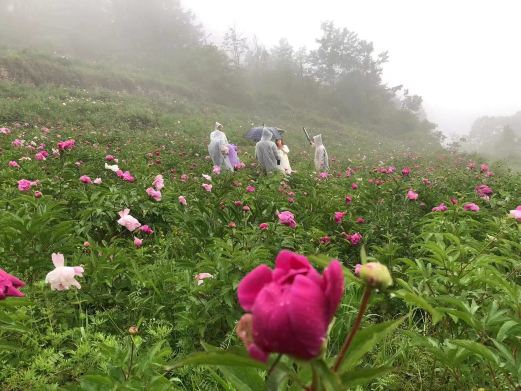 平利芍药谷景区