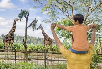 新加坡动物园/河川/夜间动物园【中文接送+不拼车+包含门票】【新加坡亲子出游必打卡景点! 中文专车服务！全程微信管家追踪服务，网红三大动物园随意组合!】