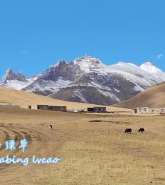 称多游记图文-2021秋青藏高原游记（6）——尕朵觉沃
