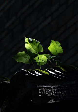 隐秀山居酒店|古琴静思