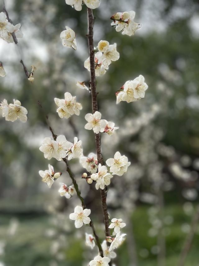 梅园公园旅行图片 3