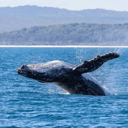 悉尼+黄金海岸+布里斯班+凯恩斯+墨尔本21日19晚拼小团