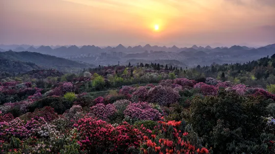 百里杜鵑普底景區