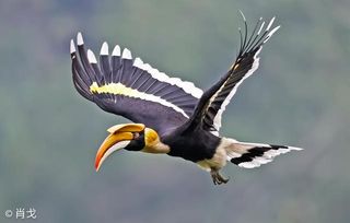 生态摄影决胜利器EOS-1D X Mark III 摄影师肖戈试用经验谈