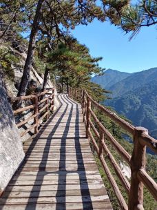 天堂寨-金寨-大松树叶子