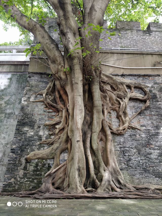 南宁古城墙旅行图片 4