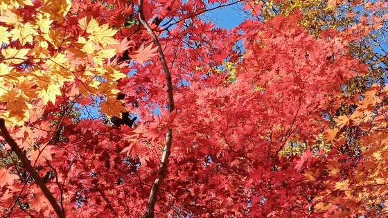 白雞峯國家森林公園