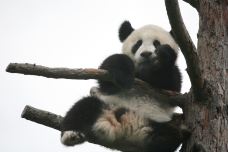 熊猫谷-都江堰