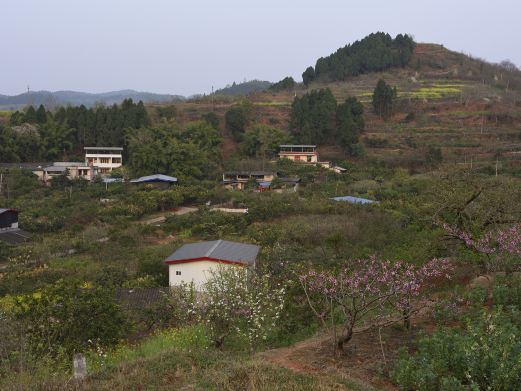 松林桃花山