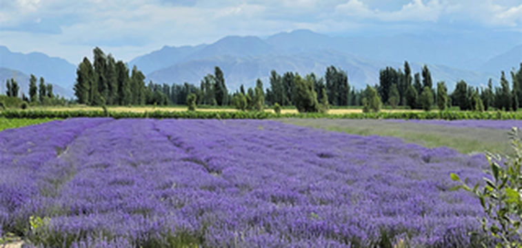 大美新疆游之六-浪漫薰衣草、喀赞其风情区