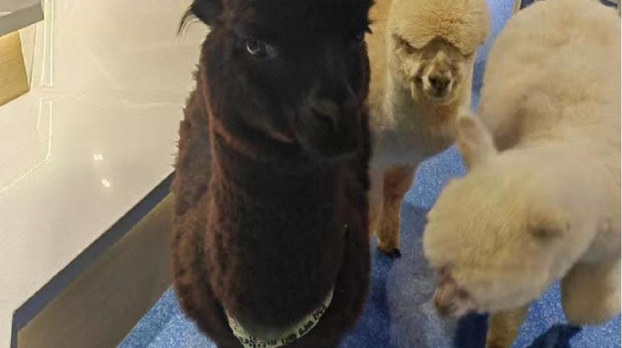 神兽羊驼主题馆（弘阳广场店）