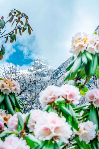 走呀！花开得这么好，不来阿坝州耍多浪费！