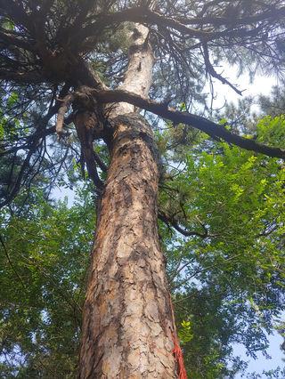 2021.8清西陵——崇陵