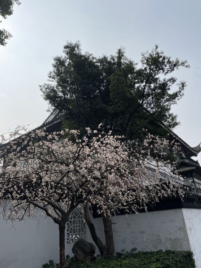 梅园公园旅行图片 12