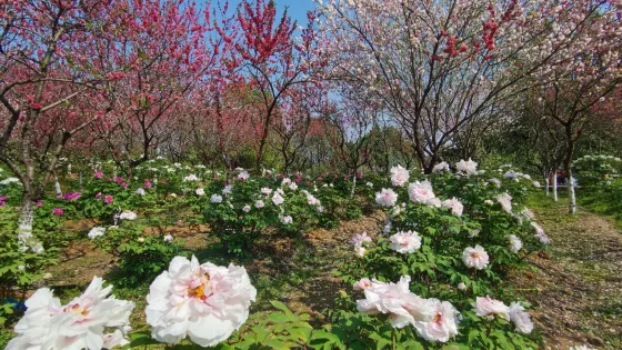 珍稀植物園