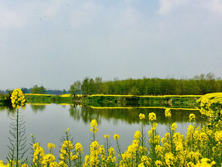 天府印象系列13：油菜花