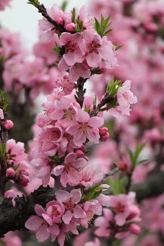 踏春好去处-记乌兰浩特博源蓝海御华大饭店入住体验
