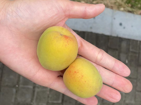 阿尔卡迪亚国际度假酒店主图