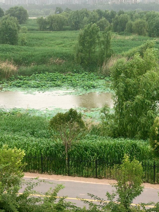 灞渭生态滩区旅行图片 11