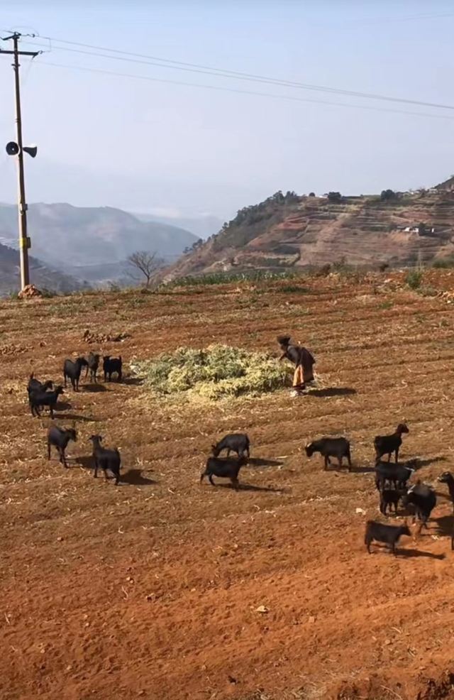 新山梯田旅行图片 1