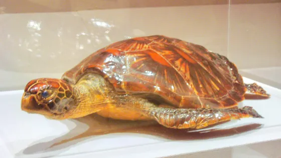 馬爾代夫國家博物館