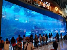 迪拜水族馆和水下动物园-迪拜-维利甘度岛楚庄王